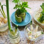 vegetable scrap garden